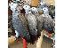 PoulaTo: Αφρικανικοί γκρι παπαγάλοι 100€